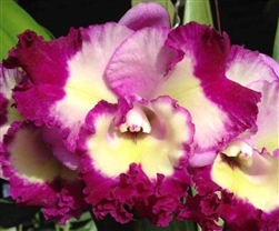 Blc. Siam Song