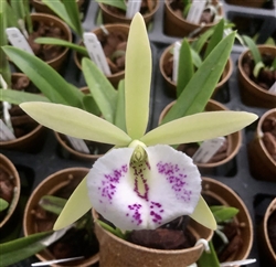 Brassavola nodosa x C. Small World