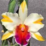 Blc. Amazing Thailand 'Gold Star'