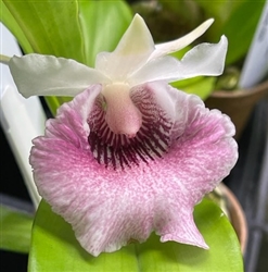 Chondranthes Amazing Andrea â€˜Pretty In Pinkâ€™
