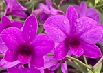 Dendrobium Enobi Purple â€˜Little Plumâ€™,