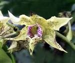 Dendrobium Kaila Quintal x Little Atro