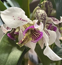 Dendrobium Little Atro x rhodostictum