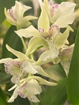 Dendrobium Mini Snowflake x rhodostictum