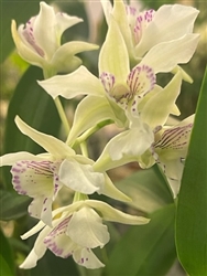 Dendrobium Mini Snowflake x rhodostictum