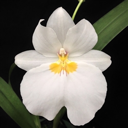 Miltoniopsis Golden Snow's 'White Light'