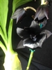 Monnierara Millennium Magic 'Witchcraft' FCC/AOS