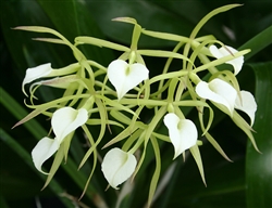 Brassavola cordata