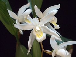 Coelogyne mossiae 'Mendenhall'