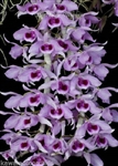 Dendrobium Nestor x Supernestor