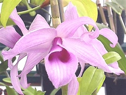 Dendrobium anosmum