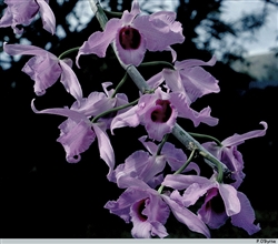 Dendrobium anosmum Lavender