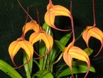 Masdevallia Cassiope 'Alexa'