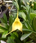 Masdevallia Hanezcka