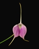 Masdevallia Redwing