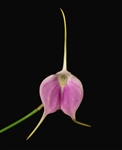 Masdevallia Redwing