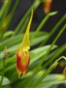 Masdevallia pinocchio