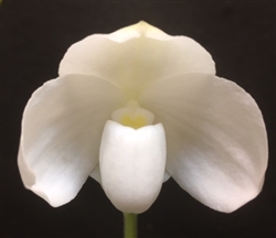 Paphiopedilum godefroyae v. alba