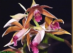 Phaius tankervilleae