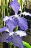 Vanda coerulea