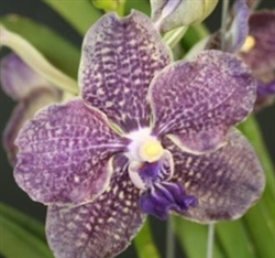 Vanda (Manuvadee x Somsri Pink) x Mimi Palmer