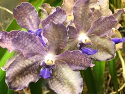 Vanda (Mimi Palmer x coerulea) x Rinka