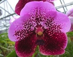 Vanda Pimchai 'Kalapana'