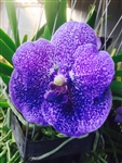 Vanda Robert Delight x Gordon Dillon