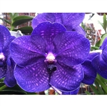 Vanda Robert's Delight 'Thor Blue'