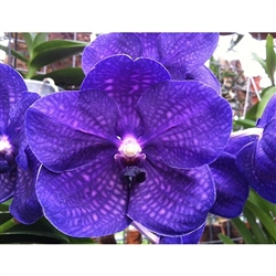 Vanda Robert's Delight 'Thor Blue'