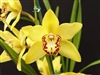 Cymbidium Milton Carpenter 'Everglades Gold' FCC/AOS