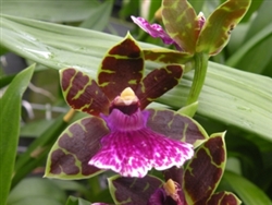 Zygopetalum Bluebird