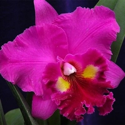 Blc. Night Moves x Always Dream 'Volcano Queen'