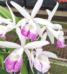 Blc. intermedia x Morning Glory 'Doris'