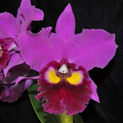 Blc. Anna Saeki 'Volcano Queen'