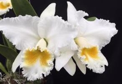 Cattleya Bob Betts 'White Lightning' (Bow Bells x mossiae)