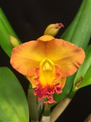 Blc. Boutton D'Or x Sc. Beaufort