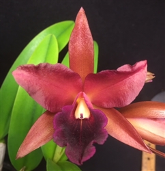 Blc. Edisto x Chocolate Drop