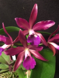 Cattleya Chocolate Drop 'Mt. View' x skinneri