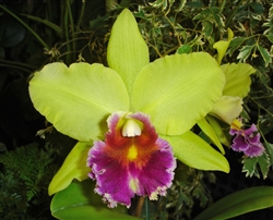 Blc Erin Kobayashi 'Amy Chen'