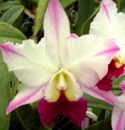 Blc. Laura Bush 'Carmela'