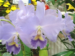 Blc Lois McNeil 'Ace'