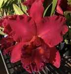 Rlc. Mem. Mary Anderson 'Haiku Red' x Rlc. Valley Isle Red 'Red Radiance'