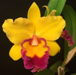 Blc. Orglade's Charm x (Love Passion x Hisako Akatsuka)