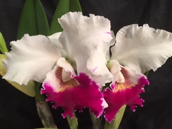 Lc. Orglade's Grand x Shellie Compton