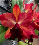 Blc. Pauwela Pizzazz 'Red Flame'