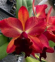 Blc. Pauwela Pizzazz 'Red Flame'