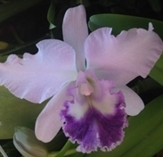 Blc Sweet Sharon