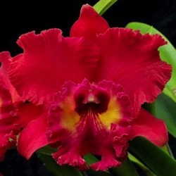 Blc. Tainan City â€˜Generalâ€™ HCC/AOS