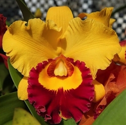 Blc. Village Chief Triumph 'Golden Taipin'